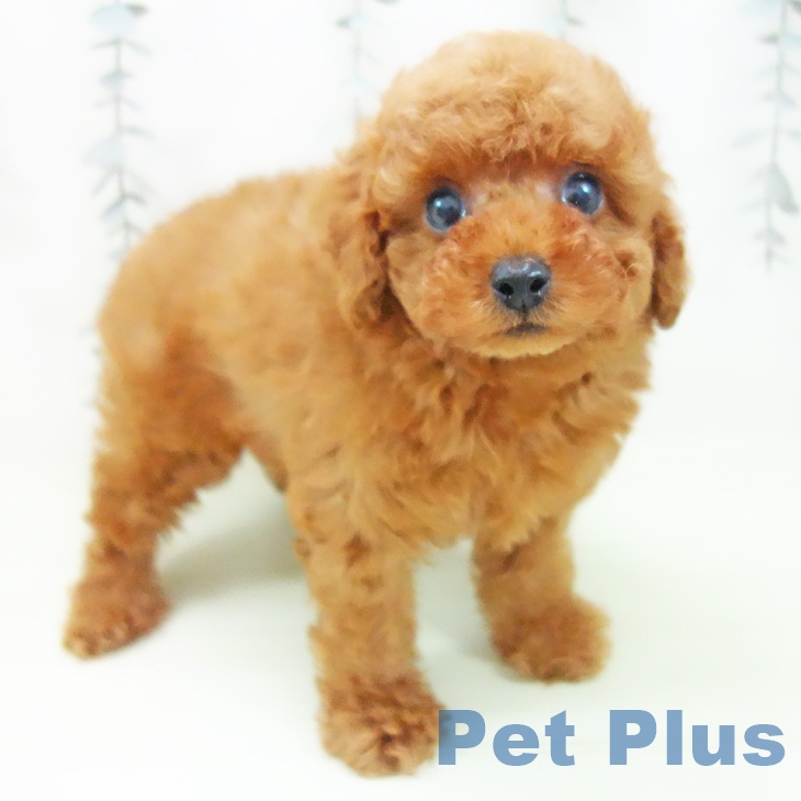 トイ・プードルの写真2