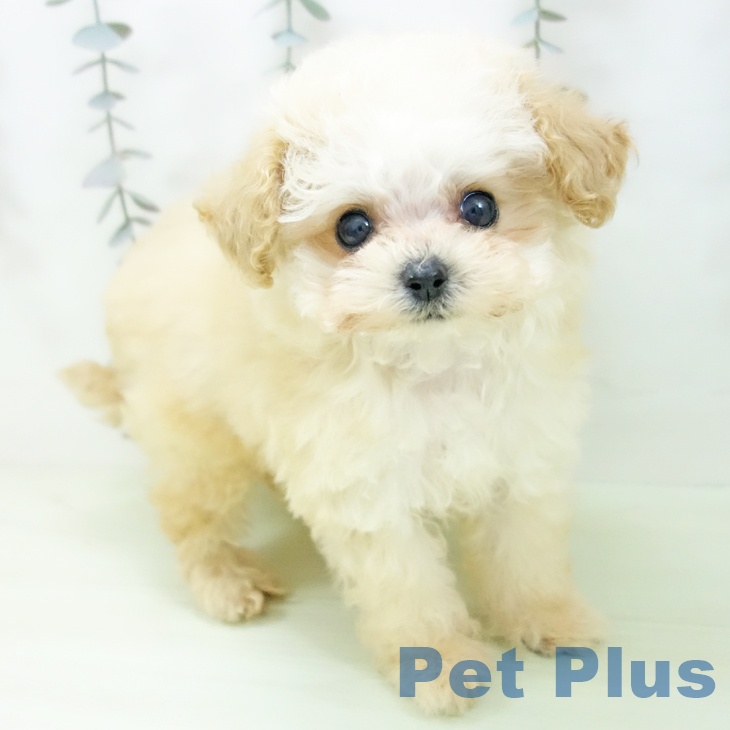 トイ・プードル