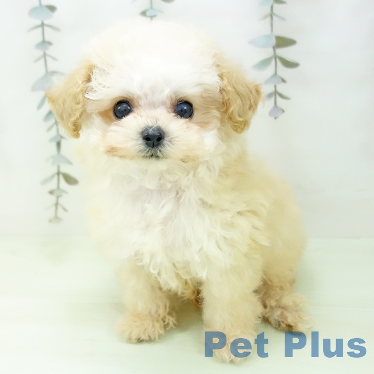 トイ・プードルの写真2