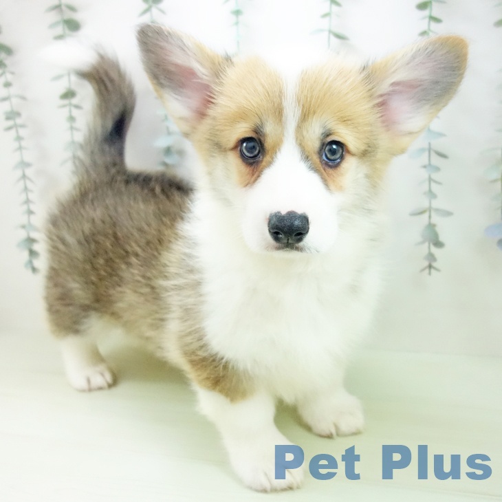 ウェルシュ・コーギー・ペンブローク