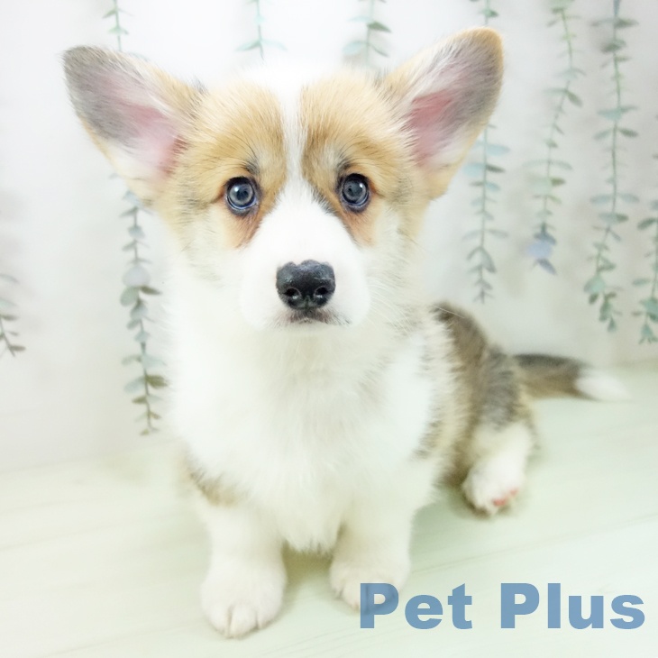 ウェルシュ・コーギー・ペンブロークの写真2