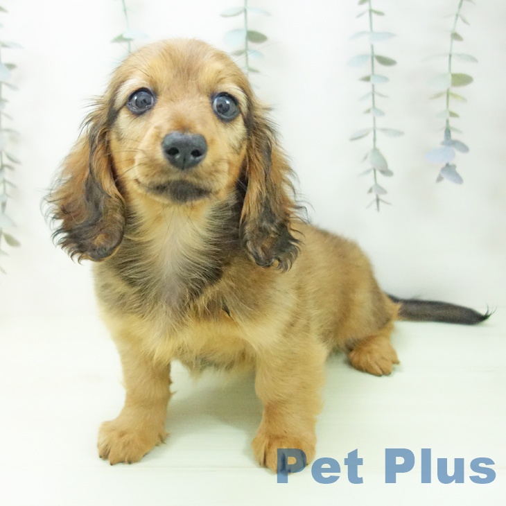 ミニチュア・ダックスフンド