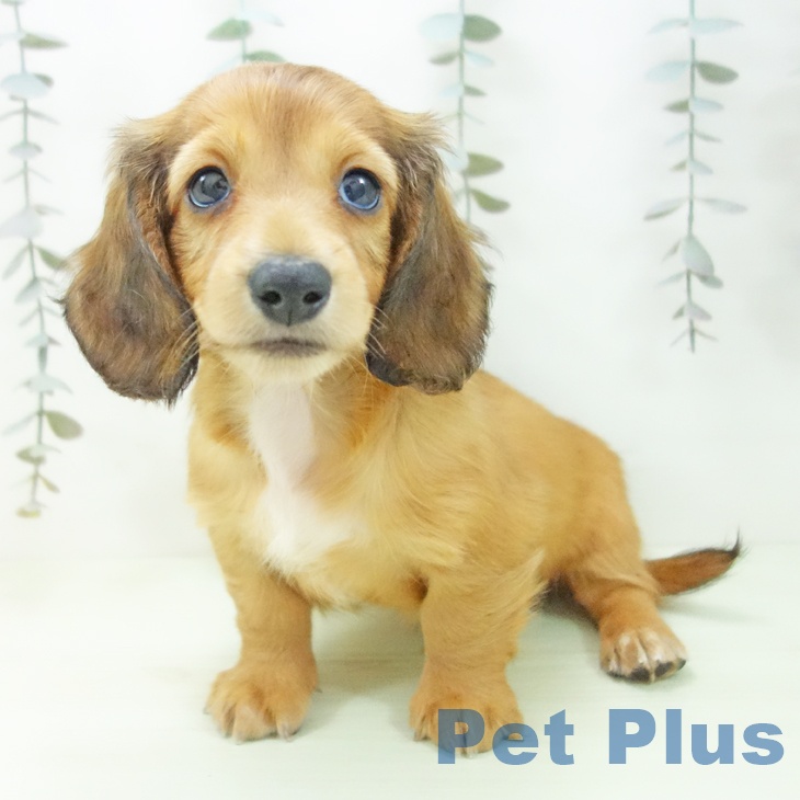 ミニチュア・ダックスフンド