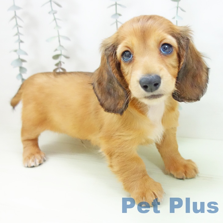 ミニチュア・ダックスフンドの写真2