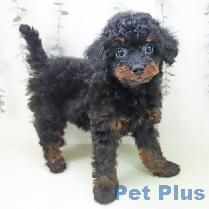 三重県のトイプードル(トイ) (ペットプラス 鈴鹿店/2026年2月15日生まれ/女の子/ブラックタン)の子犬の1枚目の画像