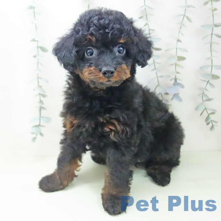 三重県のトイプードル(トイ) (ペットプラス 鈴鹿店/2026年2月15日生まれ/女の子/ブラックタン)の子犬の2枚目の画像