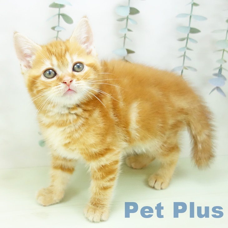 アメリカンショートヘア