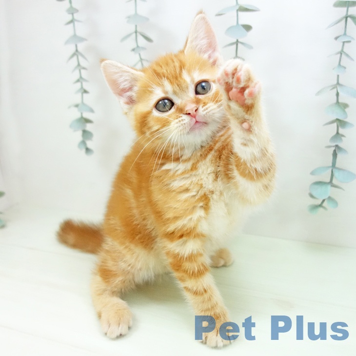 アメリカンショートヘアの写真2