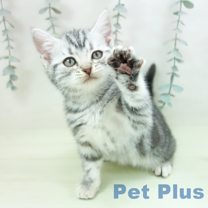 大阪府のアメリカンショートヘアー (ペットプラス 鶴見店/2026年2月9日生まれ/女の子/シルバータビー)の子猫