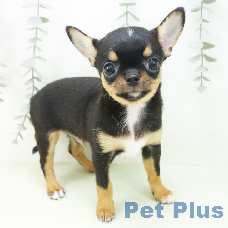 福島県のチワワ(ロング) (ペットプラス 福島店/2026年2月18日生まれ/男の子/ブラックタン)の子犬