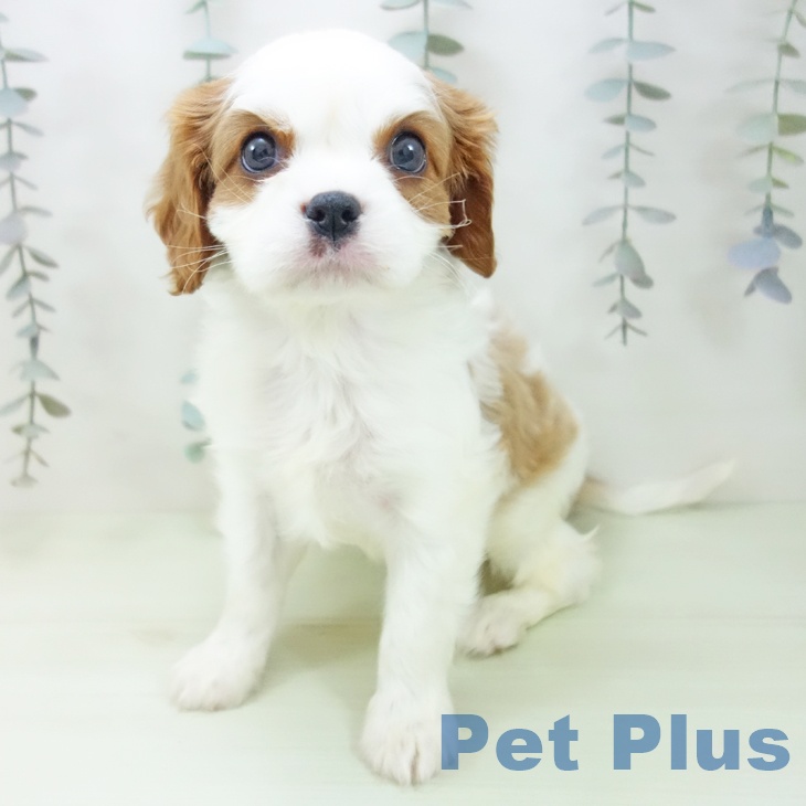 キャバリア・キングチャールズ・スパニエル