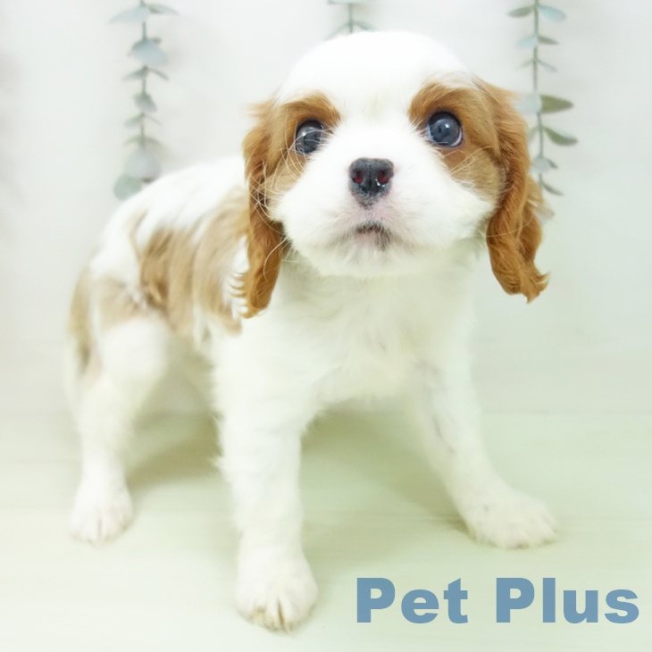 キャバリア・キングチャールズ・スパニエル