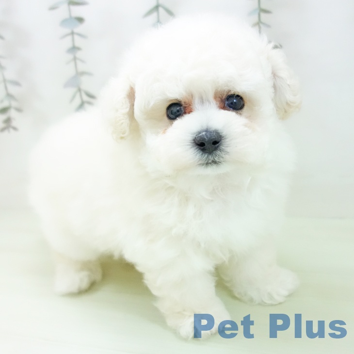 愛知県のトイプードル(トイ) (ペットプラス 岡崎店/2026年2月20日生まれ/女の子/ホワイト)の子犬の1枚目の画像