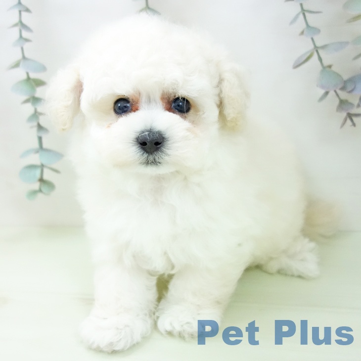 愛知県のトイプードル(トイ) (ペットプラス 岡崎店/2026年2月20日生まれ/女の子/ホワイト)の子犬の2枚目の画像