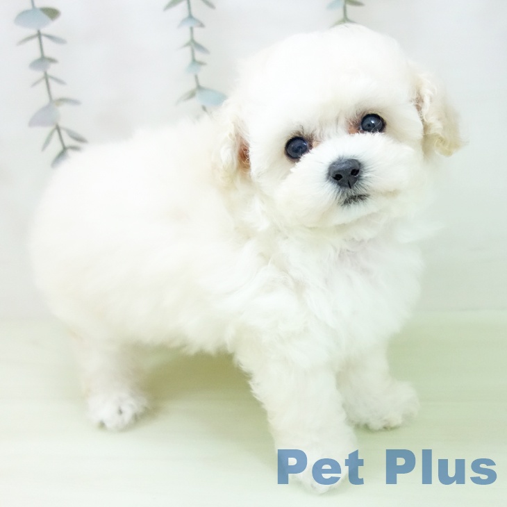 トイ・プードル