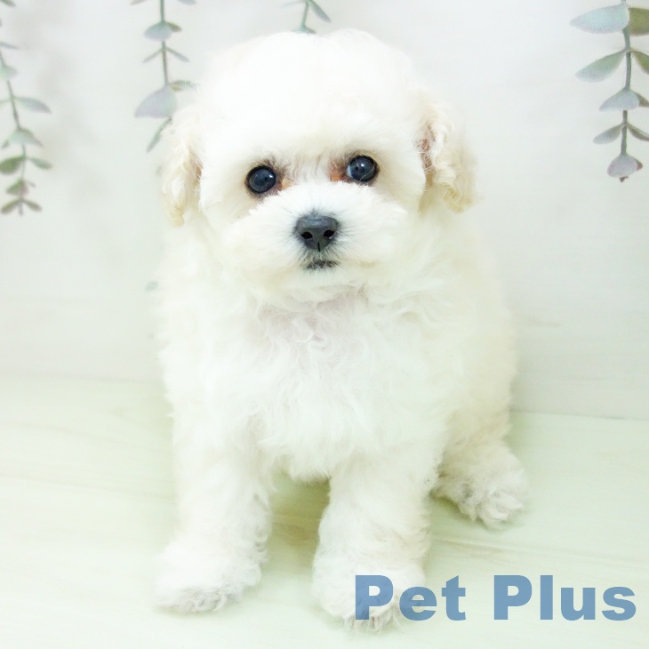 トイ・プードルの写真2