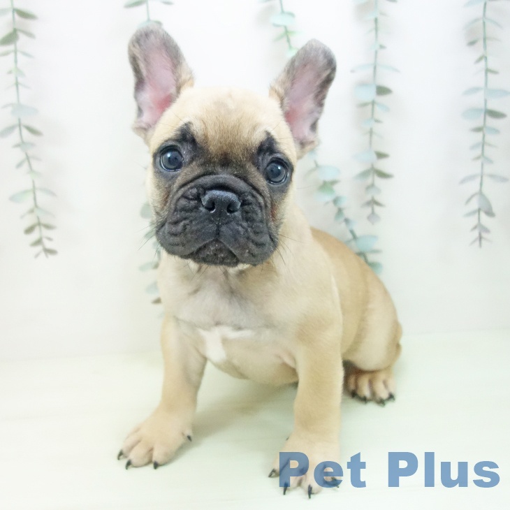 フレンチ・ブルドッグ