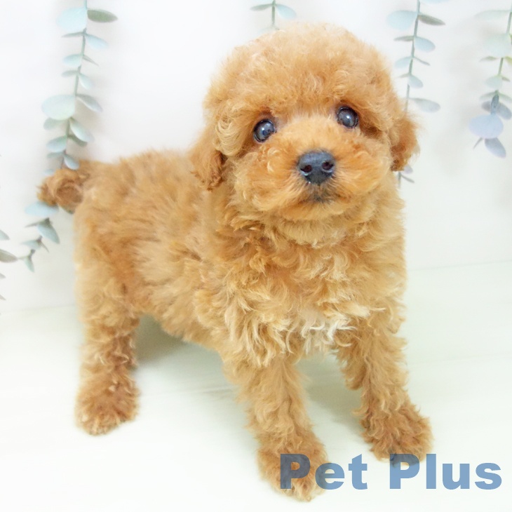 トイ・プードル