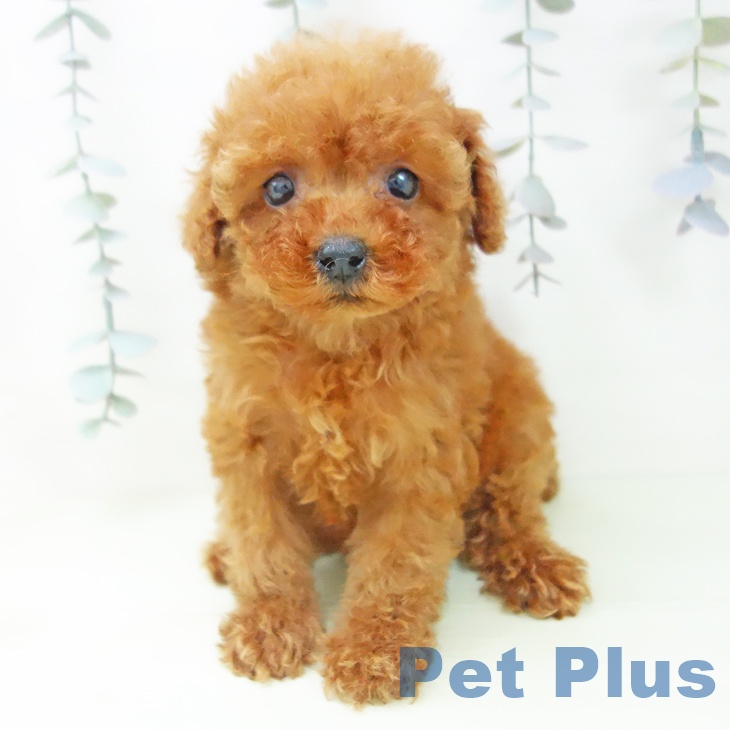 富山県のトイプードル(トイ) (ペットプラス 高岡店/2026年2月20日生まれ/女の子/レッド)の子犬の1枚目の画像