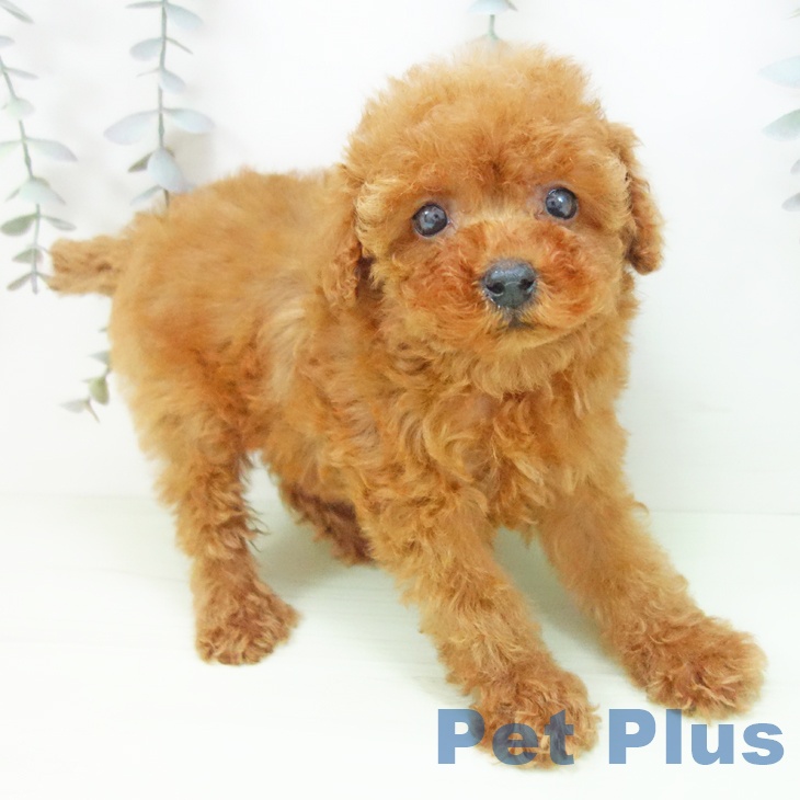 富山県のトイプードル(トイ) (ペットプラス 高岡店/2026年2月20日生まれ/女の子/レッド)の子犬の2枚目の画像