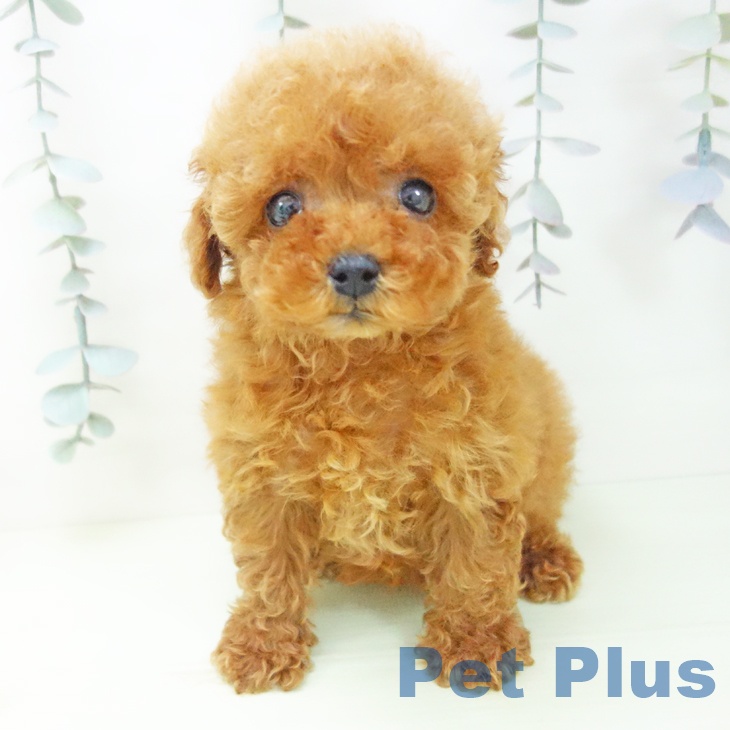 トイ・プードル