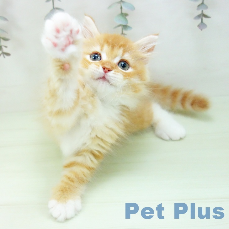 ラガマフィンの写真2