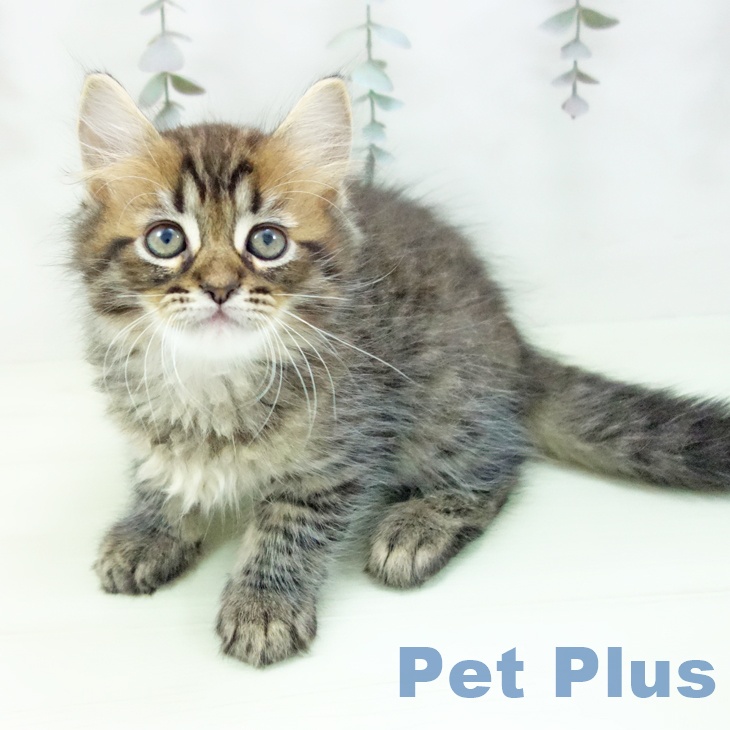 ラガマフィンの写真2