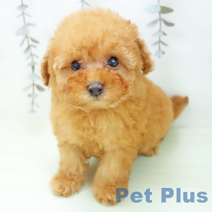 トイ・プードルの写真2