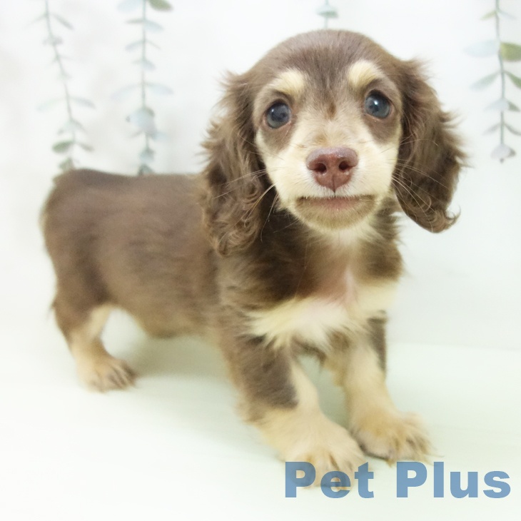 岐阜県のミニチュアダックスフンド(ロング) (ペットプラス 各務原店/2026年2月20日生まれ/女の子/チョコレートタン)の子犬の1枚目の画像