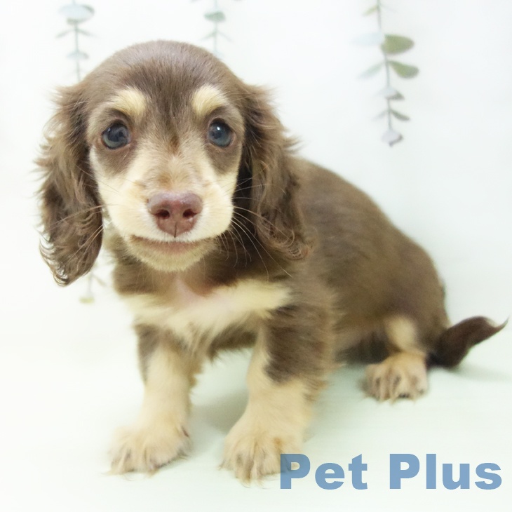 岐阜県のミニチュアダックスフンド(ロング) (ペットプラス 各務原店/2026年2月20日生まれ/女の子/チョコレートタン)の子犬の2枚目の画像