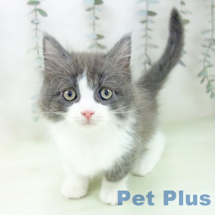 マンチカンの写真2