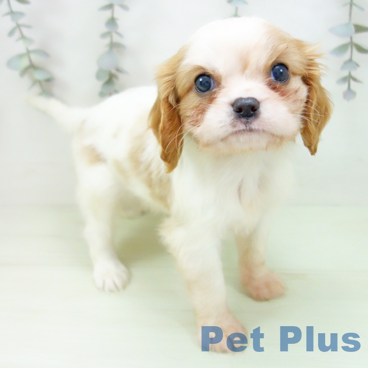 キャバリア・キングチャールズ・スパニエル