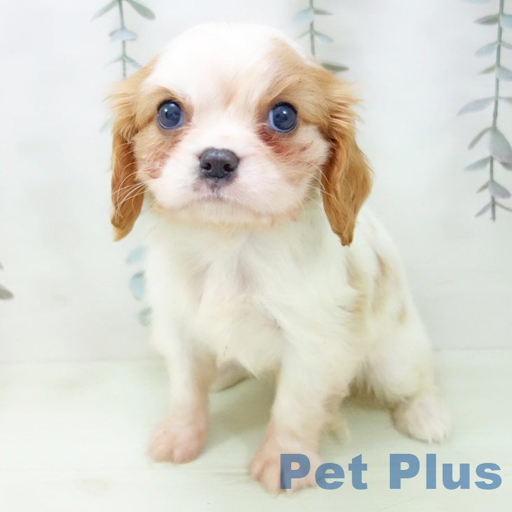 キャバリア・キングチャールズ・スパニエルの写真2