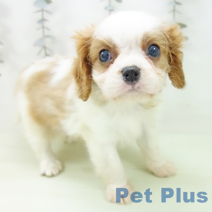 大阪府のキャバリアキングチャールズスパニエル (ペットプラス 鶴見店/2026年2月20日生まれ/男の子/ブレンハイム)の子犬の1枚目の画像