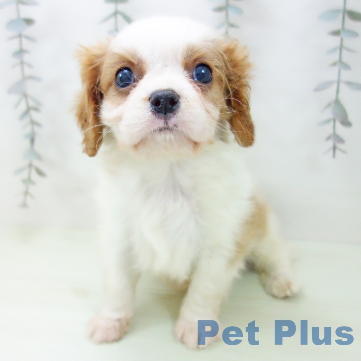 大阪府のキャバリアキングチャールズスパニエル (ペットプラス 鶴見店/2026年2月20日生まれ/男の子/ブレンハイム)の子犬の2枚目の画像