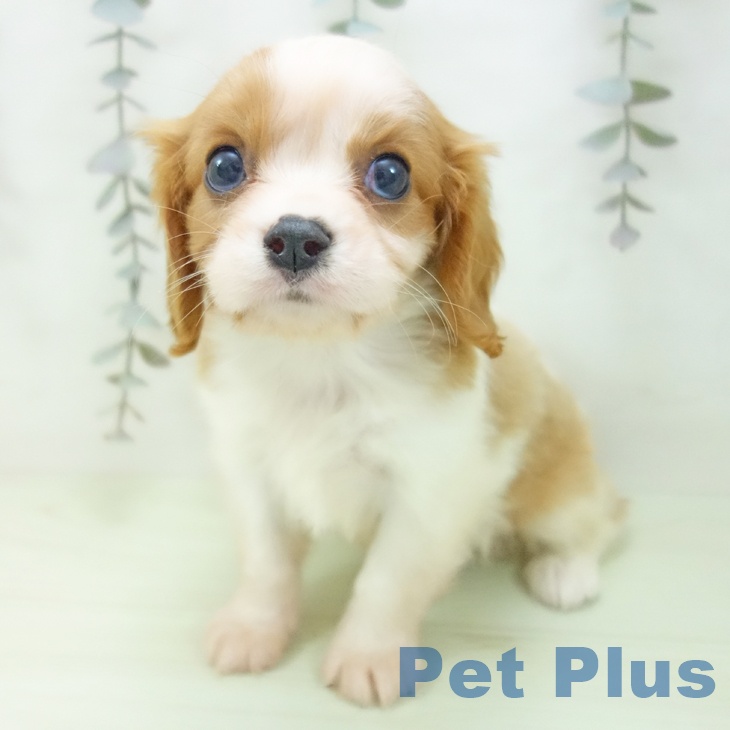 キャバリア・キングチャールズ・スパニエルの写真2
