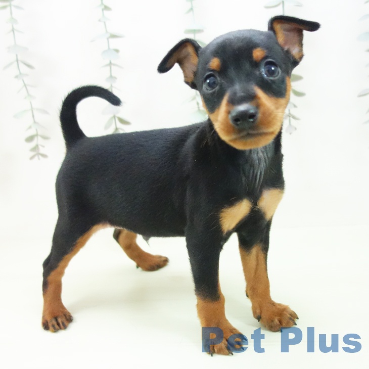 ミニチュア・ピンシャーの写真2