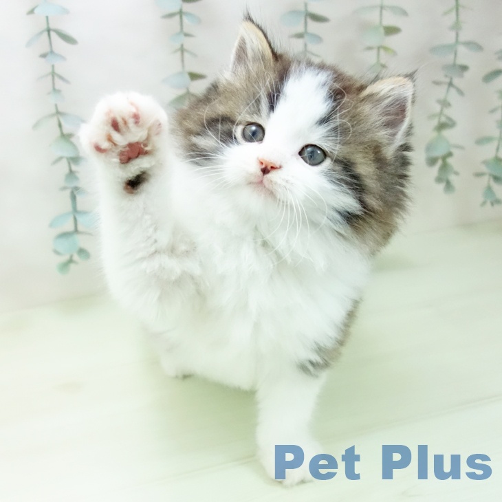 ノルウェージャンフォレストキャットの写真2