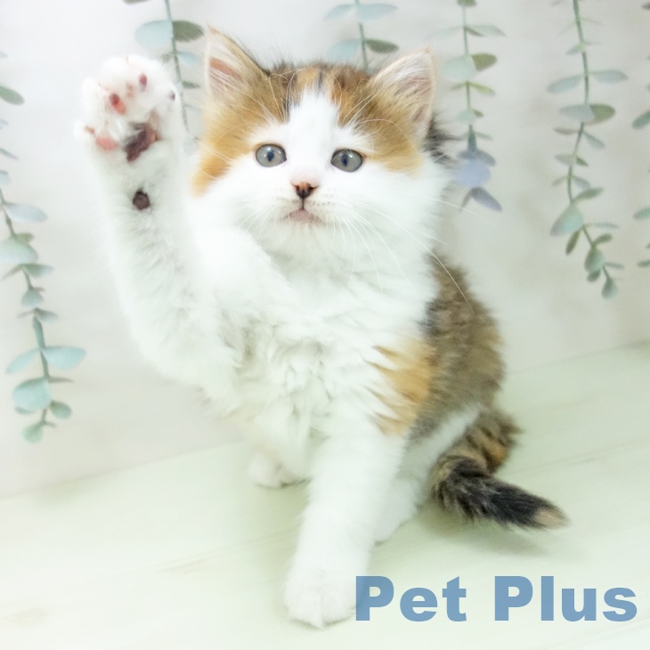 ノルウェージャンフォレストキャットの写真2