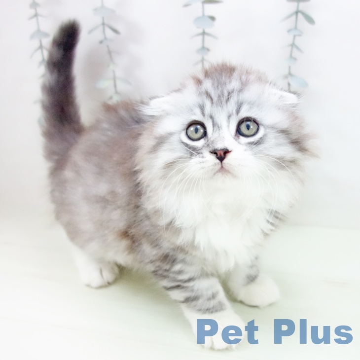 大阪府のスコティッシュフォールド (ペットプラス ららぽーと和泉店/2026年2月18日生まれ/男の子/シルバータビーホワイト)の子猫の1枚目の画像