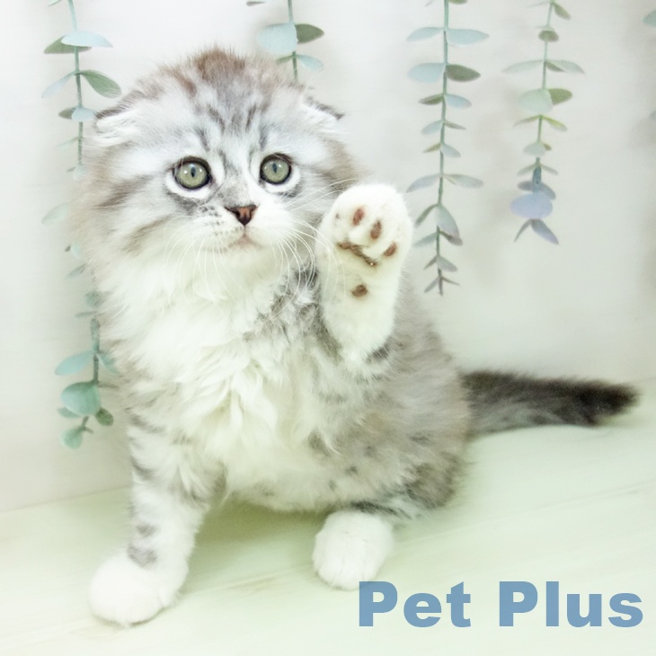 大阪府のスコティッシュフォールド (ペットプラス ららぽーと和泉店/2026年2月18日生まれ/男の子/シルバータビーホワイト)の子猫の2枚目の画像