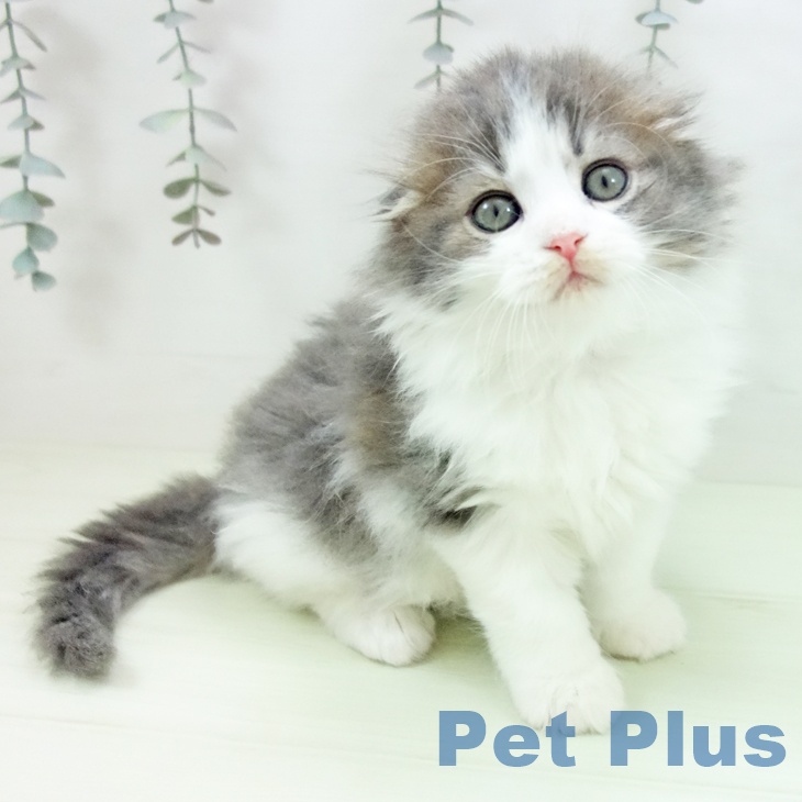福岡県のスコティッシュフォールド (ペットプラス 八幡東店/2026年2月18日生まれ/女の子/ブルータビーホワイト)の子猫の1枚目の画像