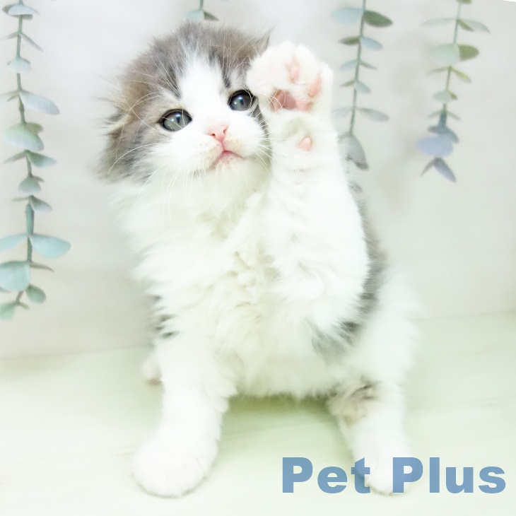 福岡県のスコティッシュフォールド (ペットプラス 八幡東店/2026年2月18日生まれ/女の子/ブルータビーホワイト)の子猫の2枚目の画像
