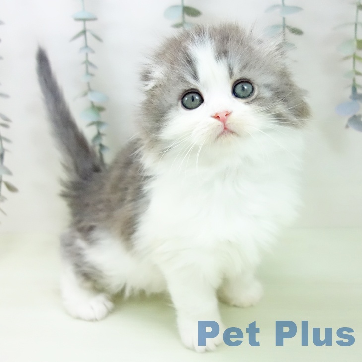 スコティッシュフォールド