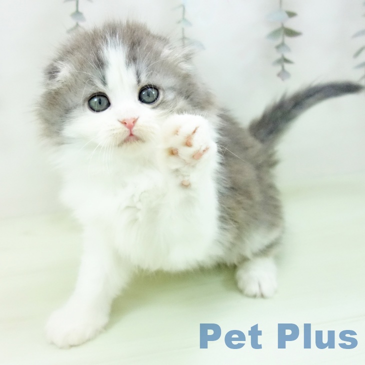 スコティッシュフォールドの写真2