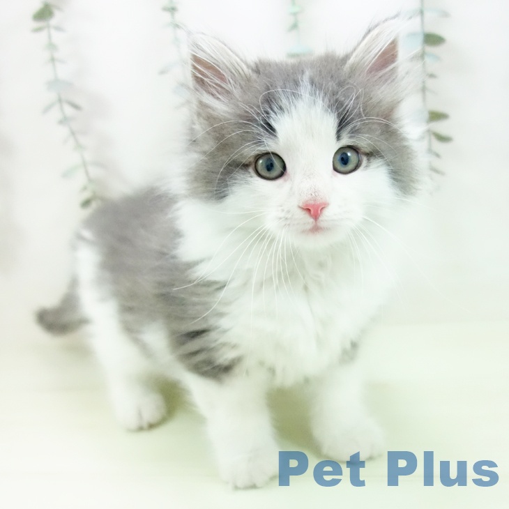 大阪府のノルウェージャンフォレストキャット (ペットプラス ららぽーと和泉店/2026年2月5日生まれ/男の子/ブルーホワイト)の子猫の1枚目の画像