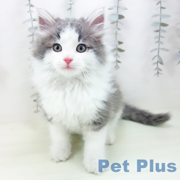 大阪府のノルウェージャンフォレストキャット (ペットプラス ららぽーと和泉店/2026年2月5日生まれ/男の子/ブルーホワイト)の子猫の2枚目の画像