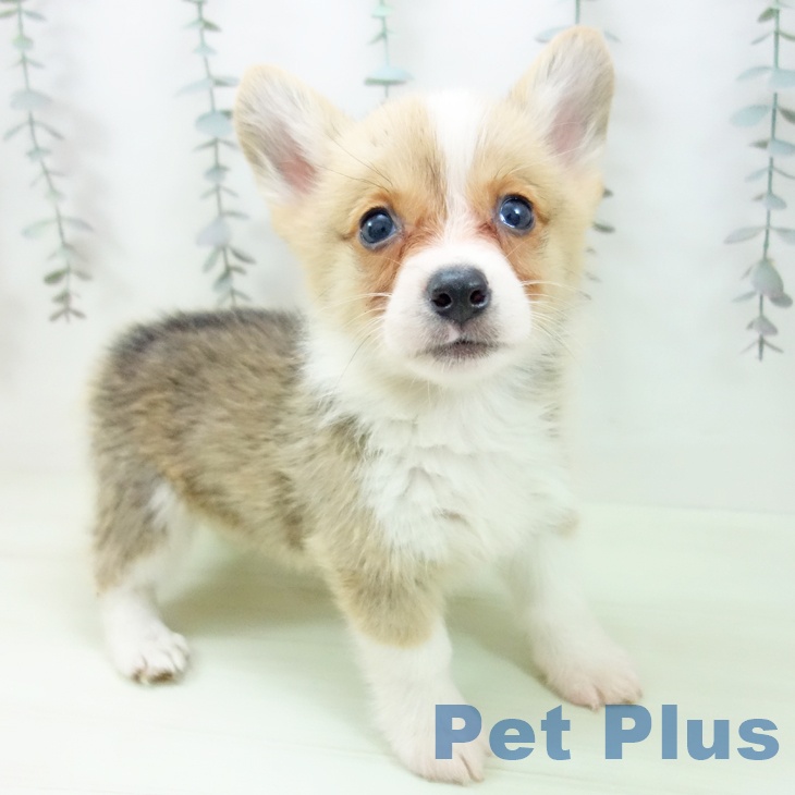 石川県のウェルシュコーギーペンブローク (ペットプラス 白山店/2026年2月21日生まれ/男の子/セーブルホワイト)の子犬の1枚目の画像