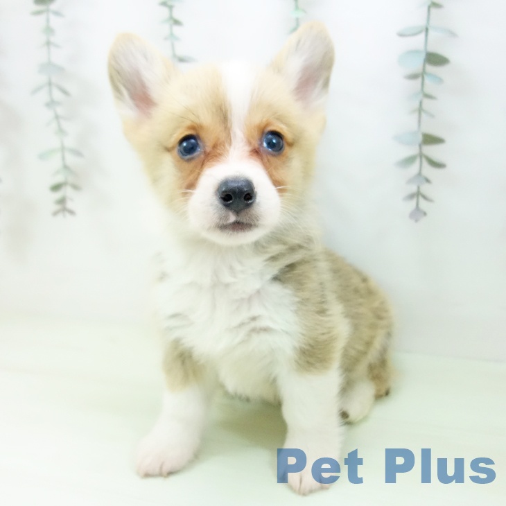 石川県のウェルシュコーギーペンブローク (ペットプラス 白山店/2026年2月21日生まれ/男の子/セーブルホワイト)の子犬の2枚目の画像