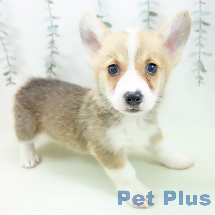 愛知県のウェルシュコーギーペンブローク (ペットプラス イオンモール豊川店/2026年2月21日生まれ/男の子/セーブルホワイト)の子犬の1枚目の画像